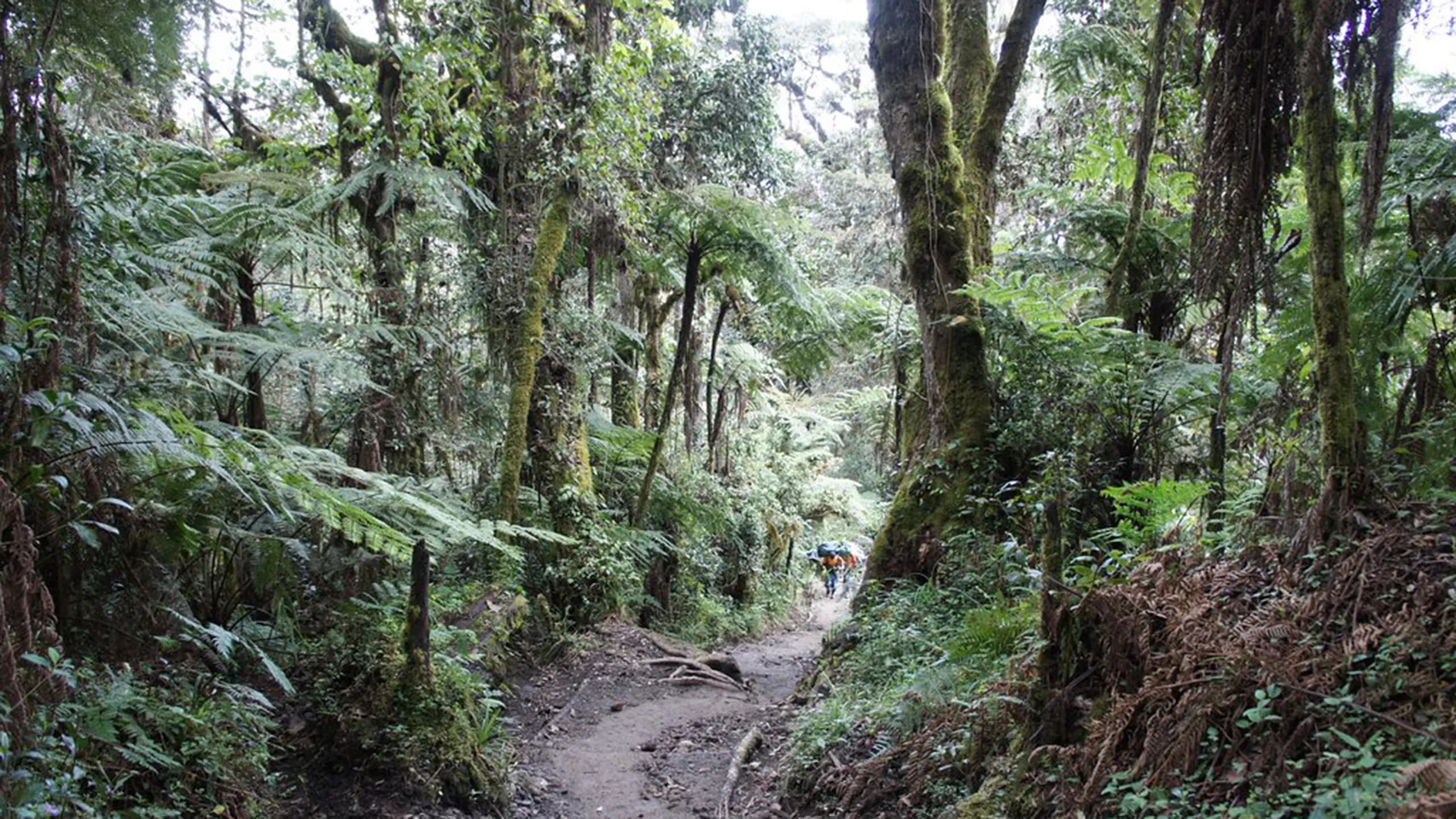 Moshi – Mti Mkubwa camp (9,020ft | 2750m)