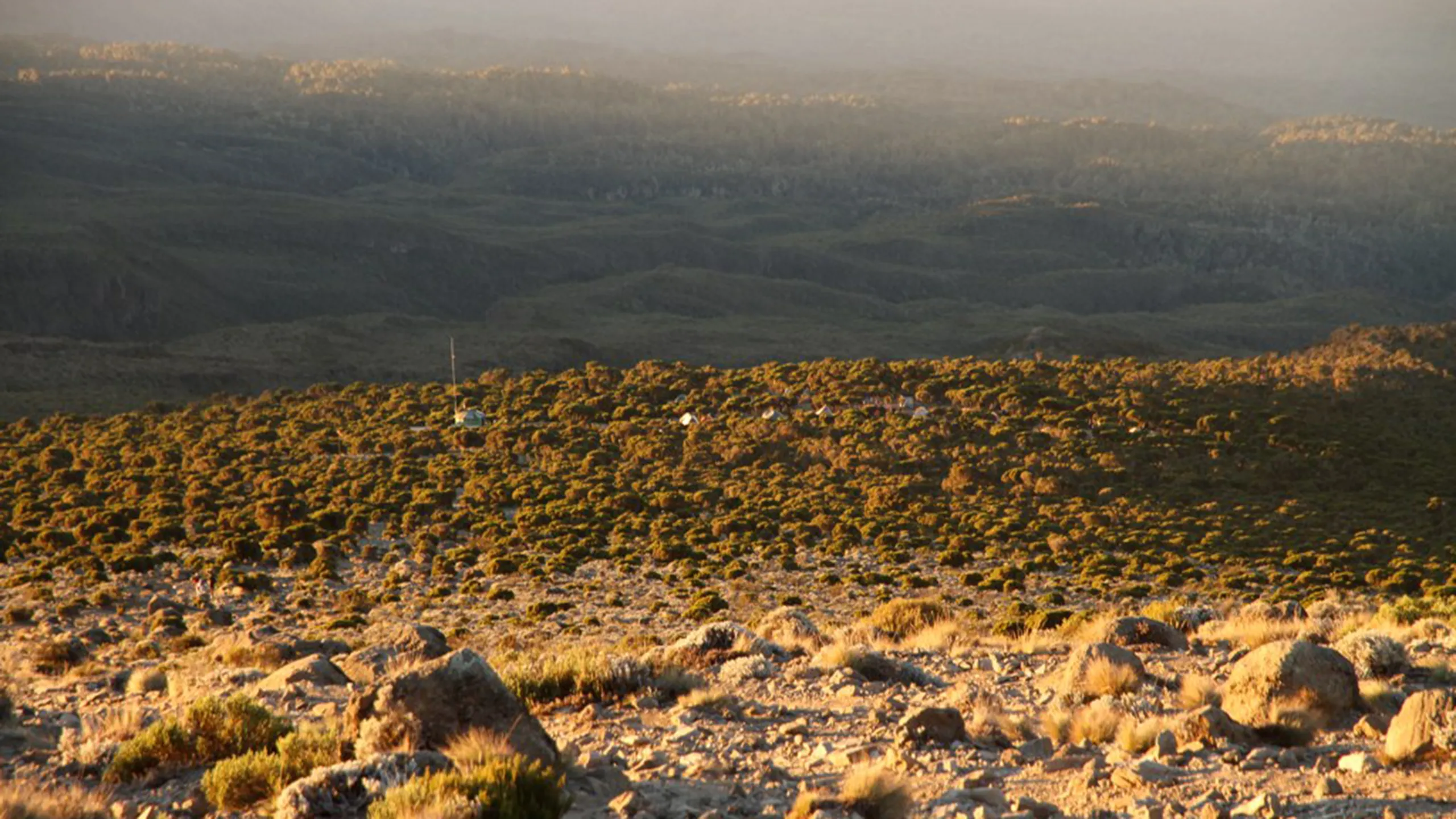 Mti Mkubwa – Shira (1) Plateau Camp (11,480ft | 3500m)