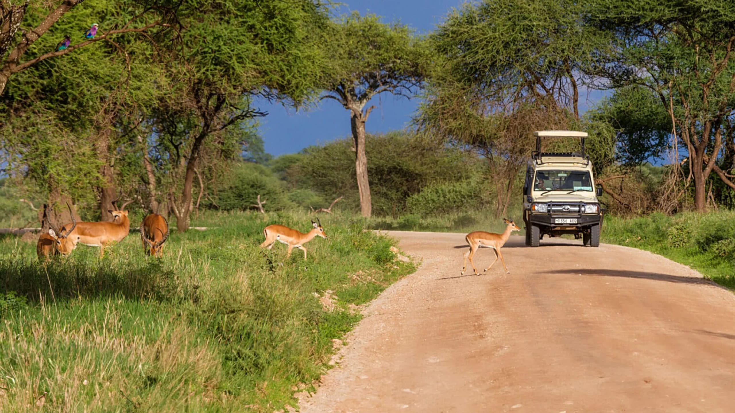 Safari vehicle on the plains
