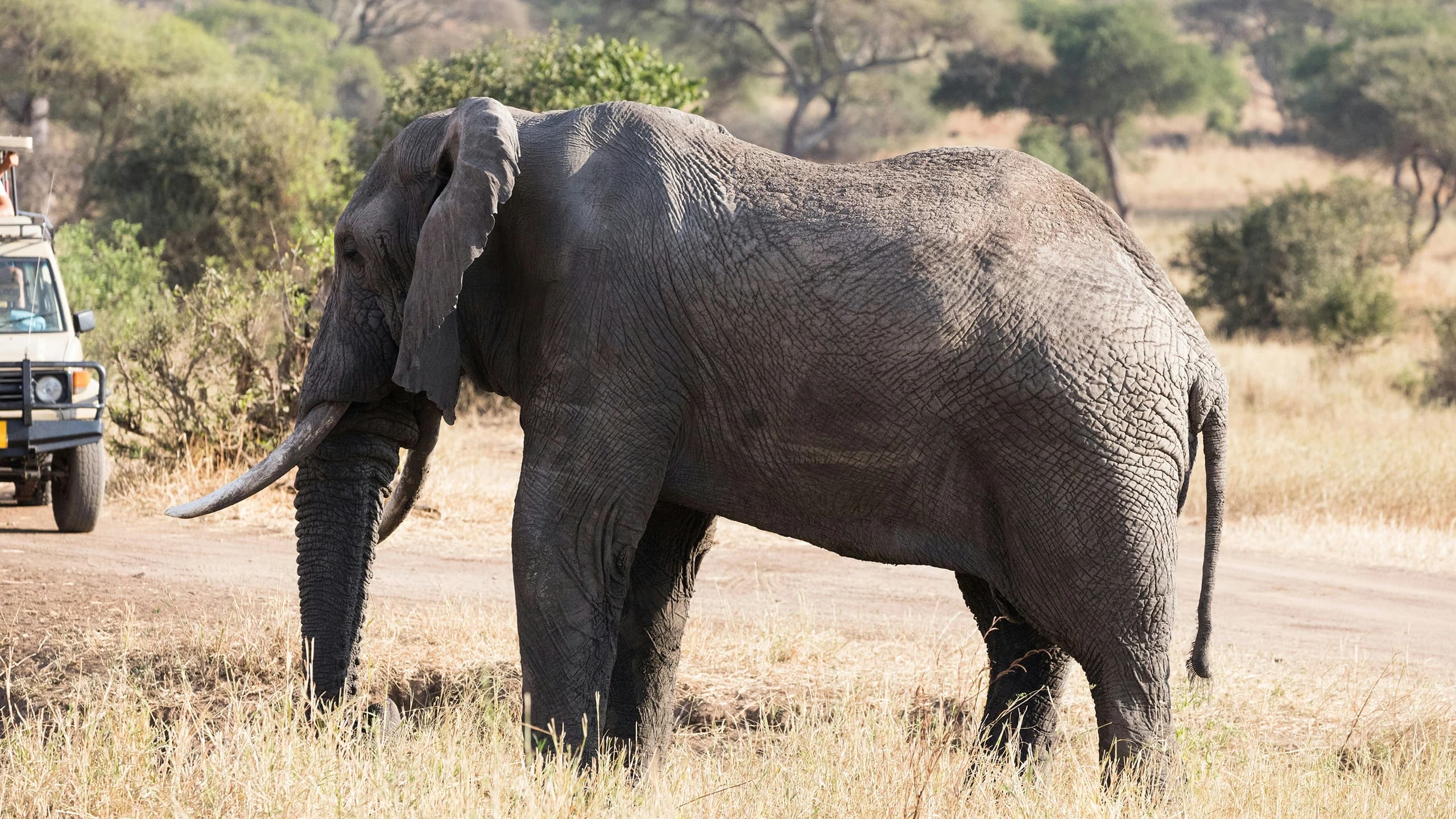 Cultural and eco-tourism safaris