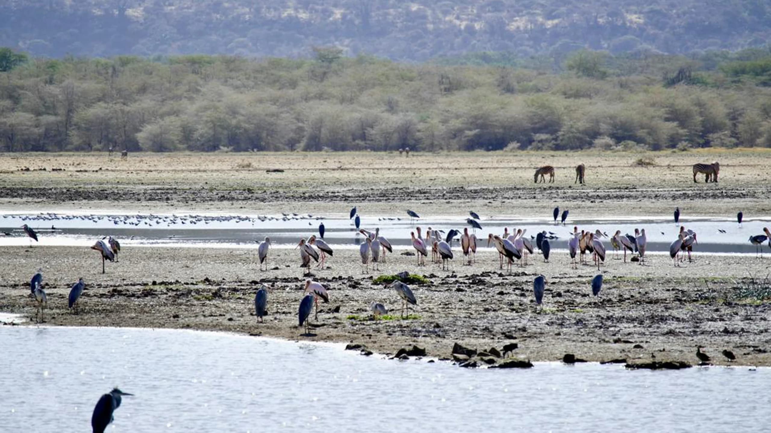 Lake Manyara National Park photo 3