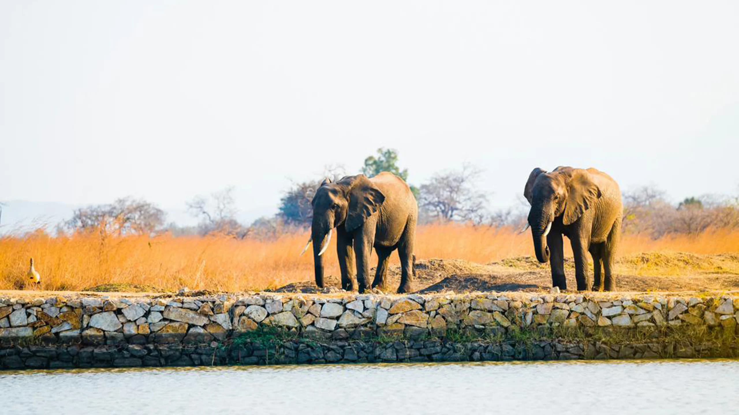 Mikumi National Park