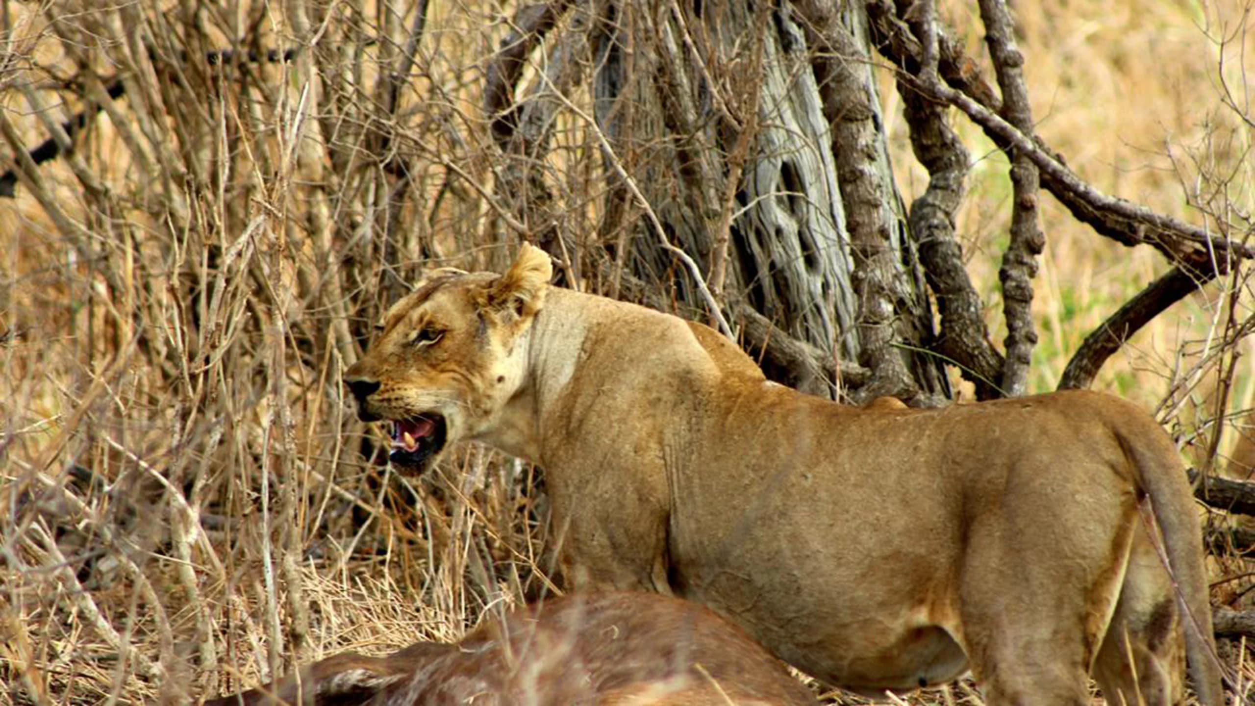 Mikumi National Park photo 2