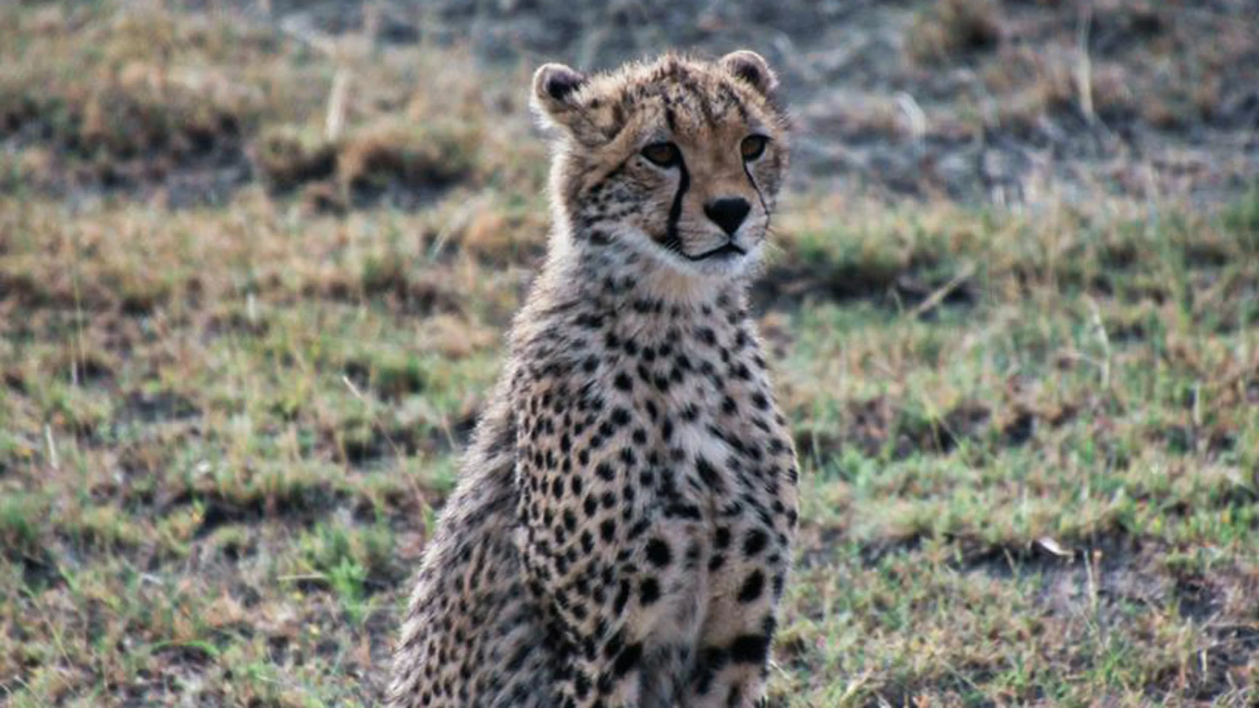 Ndutu Region photo 2