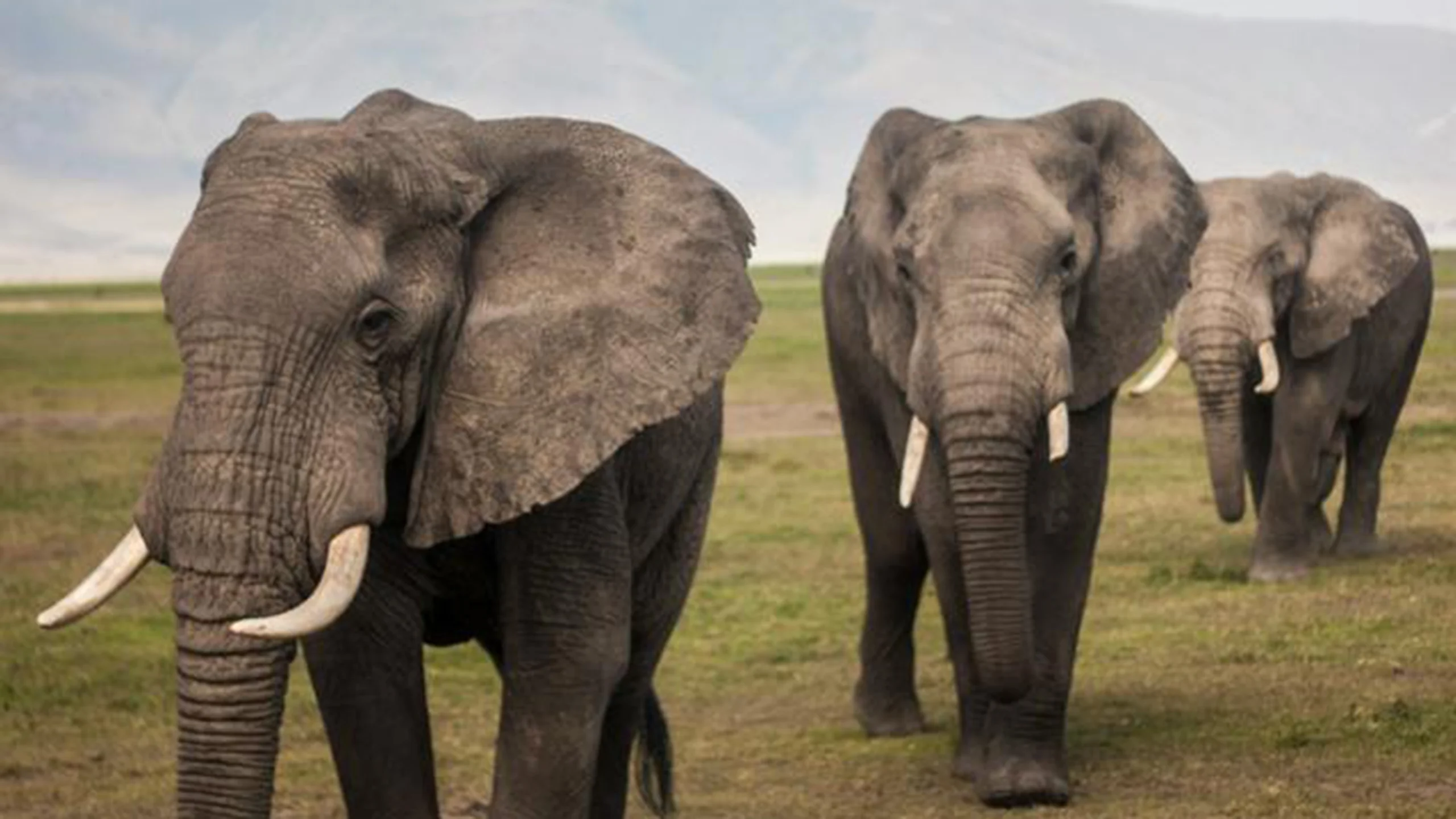 Ngorongoro Conservation Area