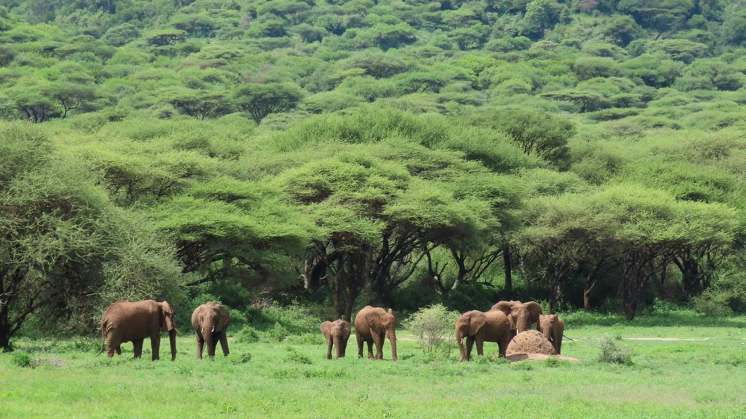 Ngorongoro Conservation Area photo 3