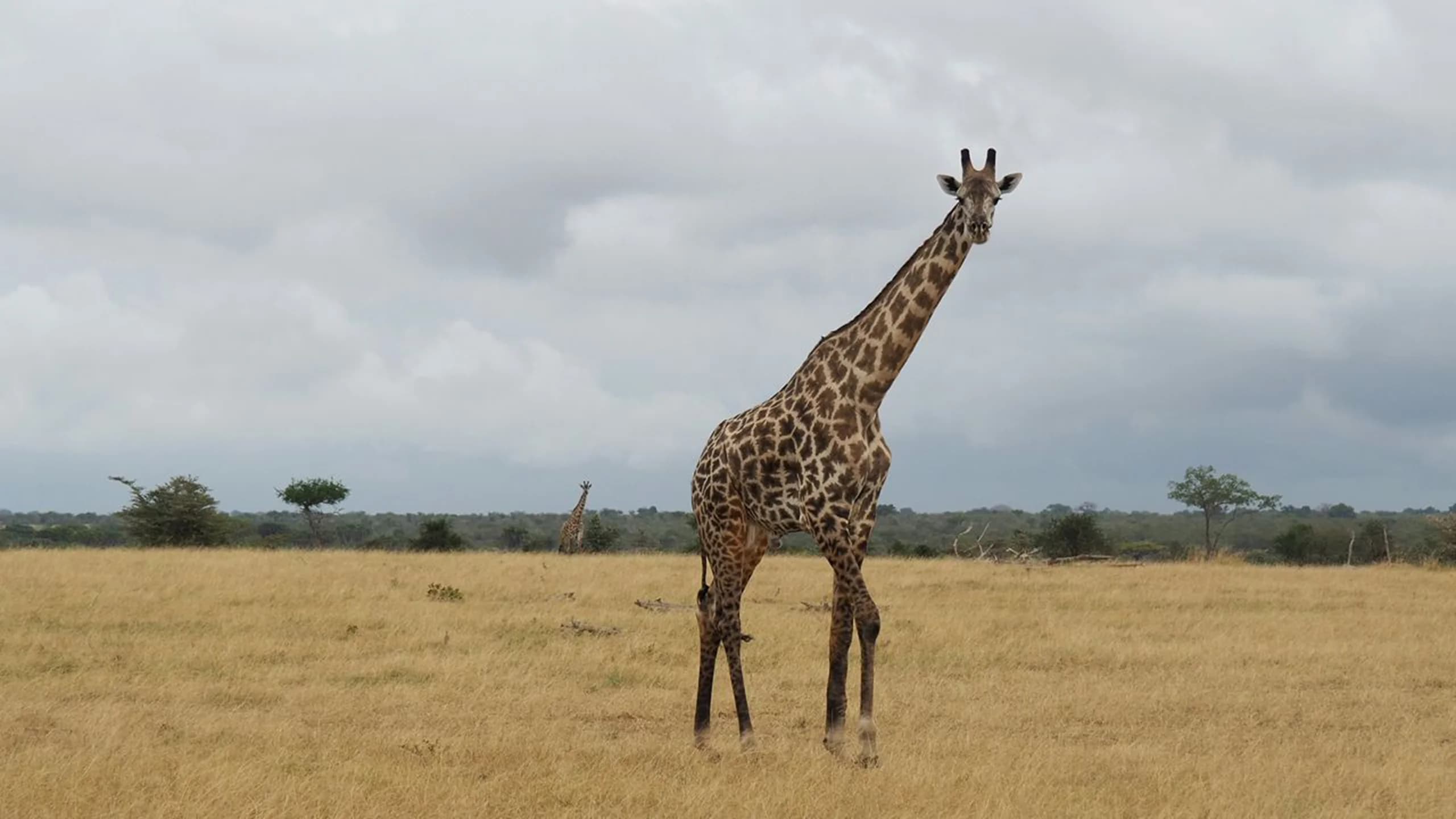 Nyerere National Park photo 2
