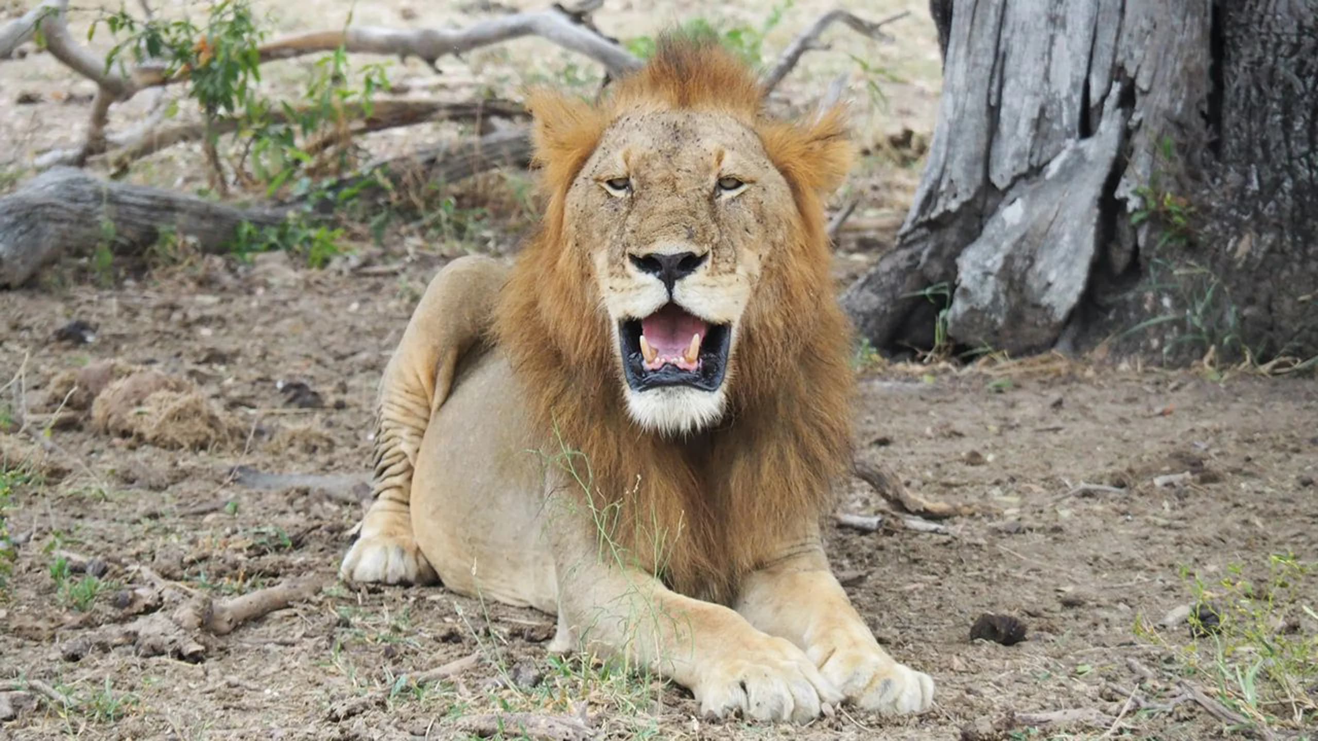 Nyerere National Park photo 3