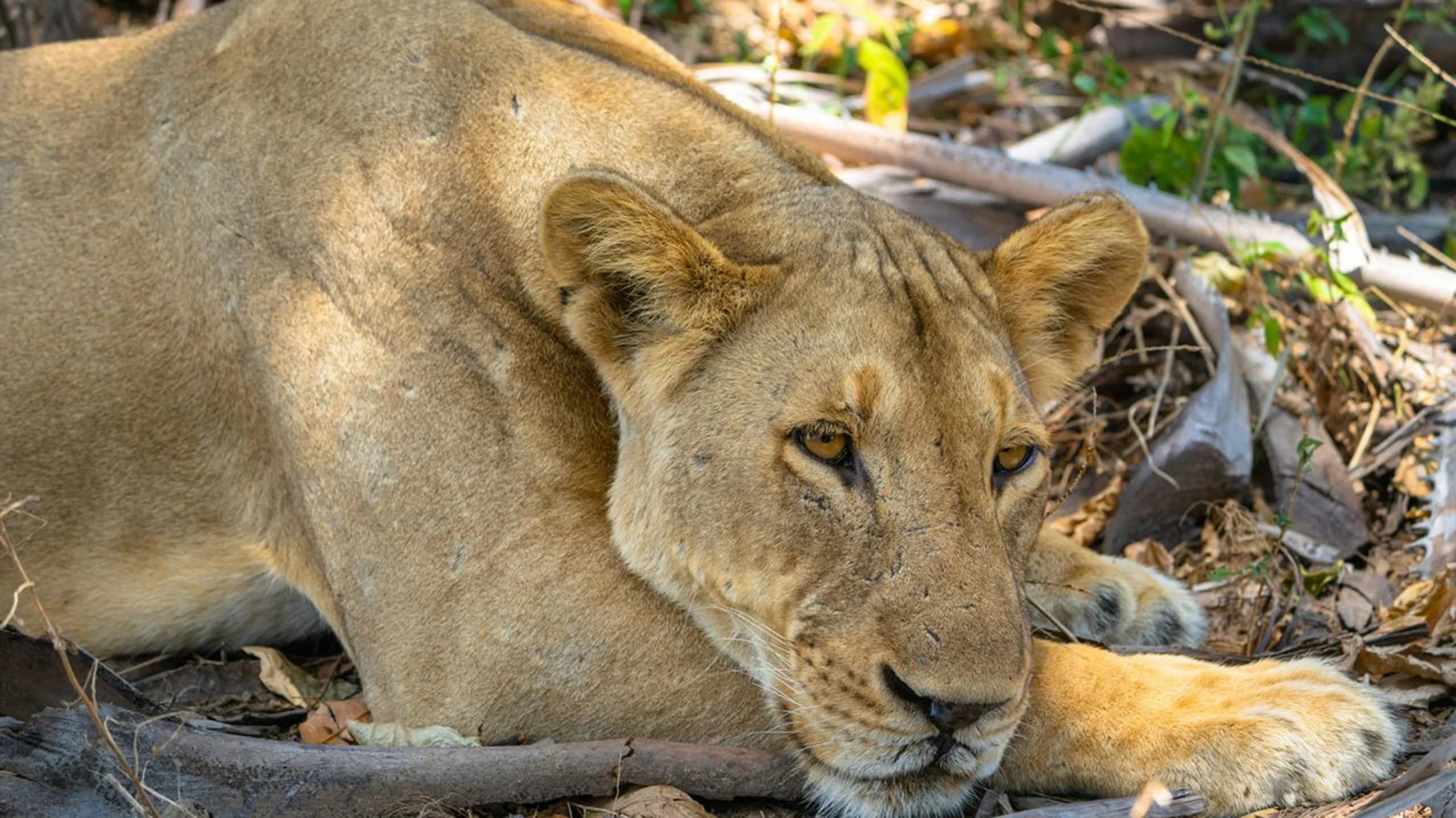 Nyerere National Park photo 4