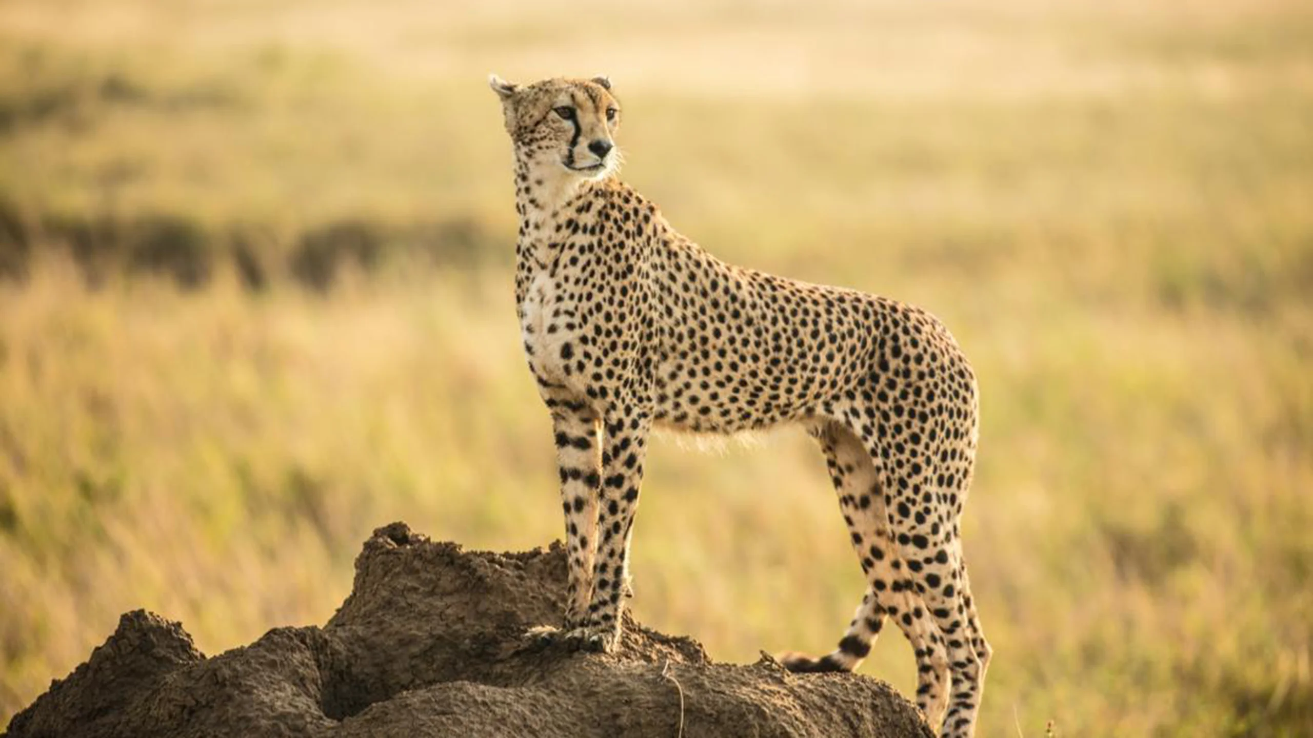 Serengeti National Park photo 2