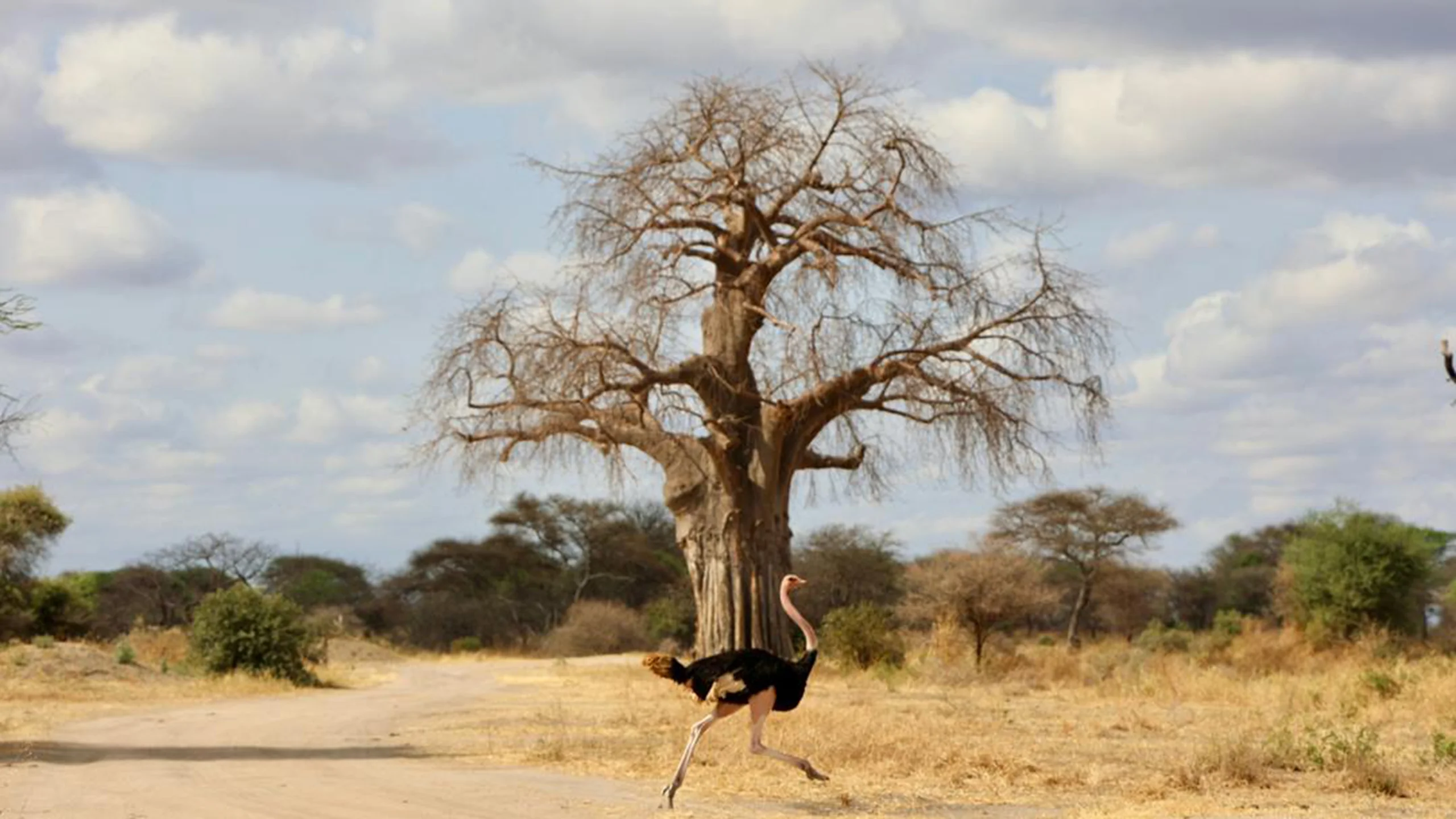 Tarangire National Park photo 4