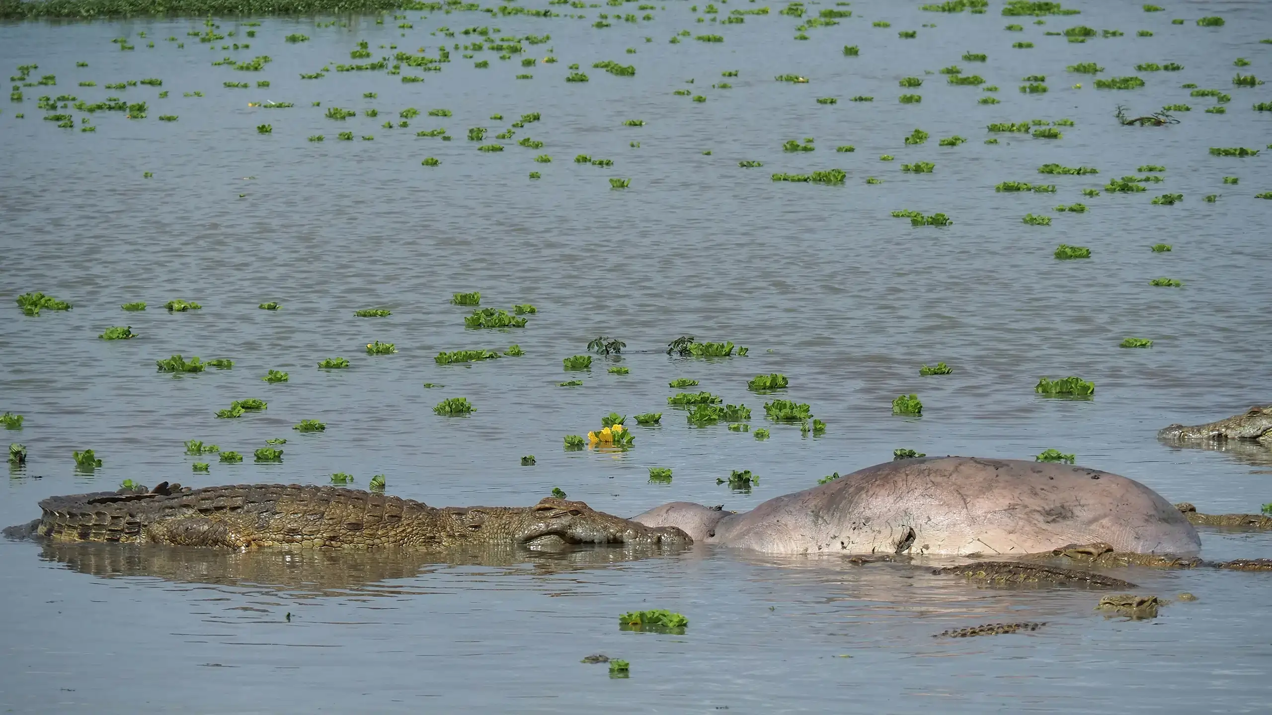 Nyerere National Park safari