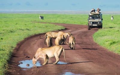 Lions on a safari road in Tanzania