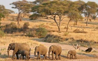 Elephant sighting in Tarangire