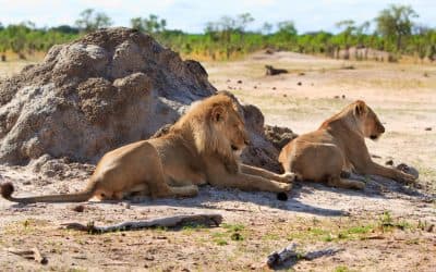 Tanzania Big 5 safaris