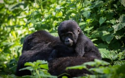 Gorilla family with a baby
