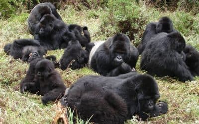 Mountain gorilla trekking