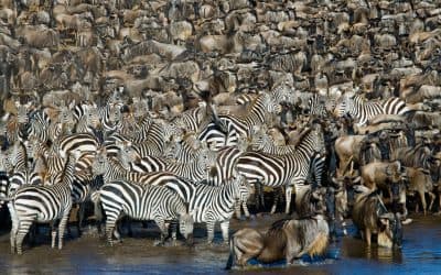 Zebras near a river crossing