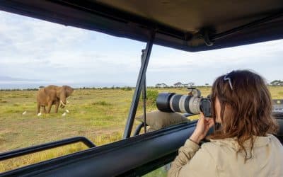 Wildlife photography on safari