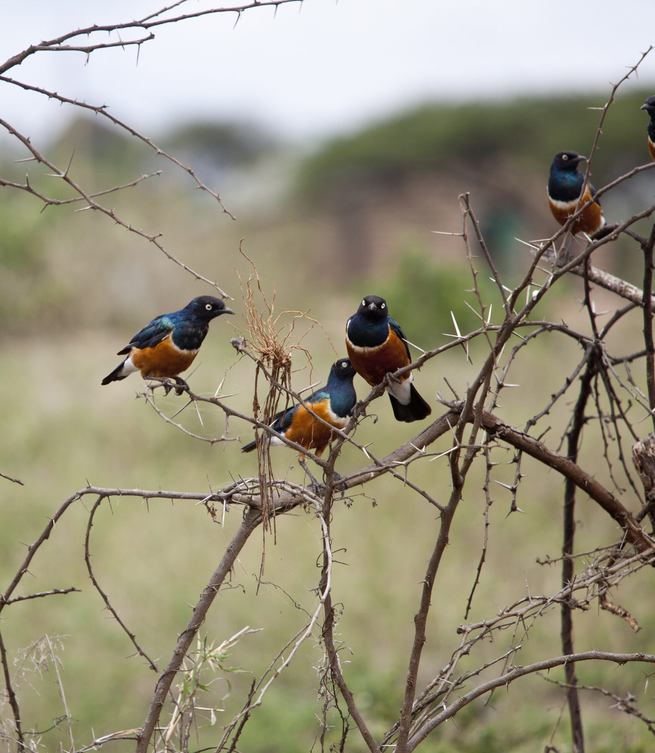 Bird Watching