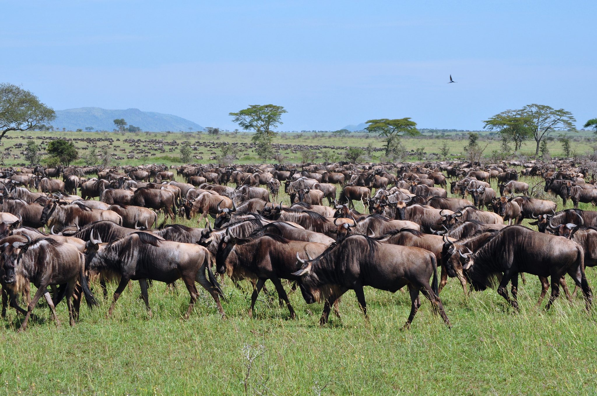 Migration & Cultural Wonders