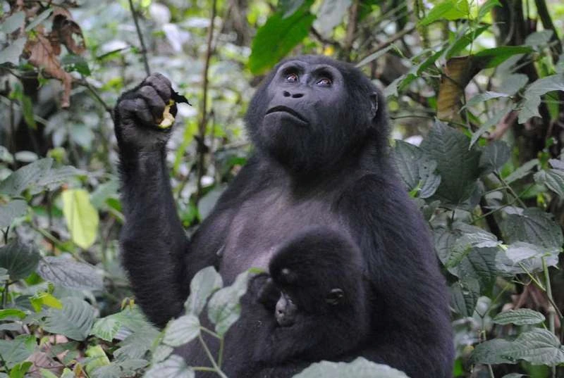8 Days Wildlife and Primates