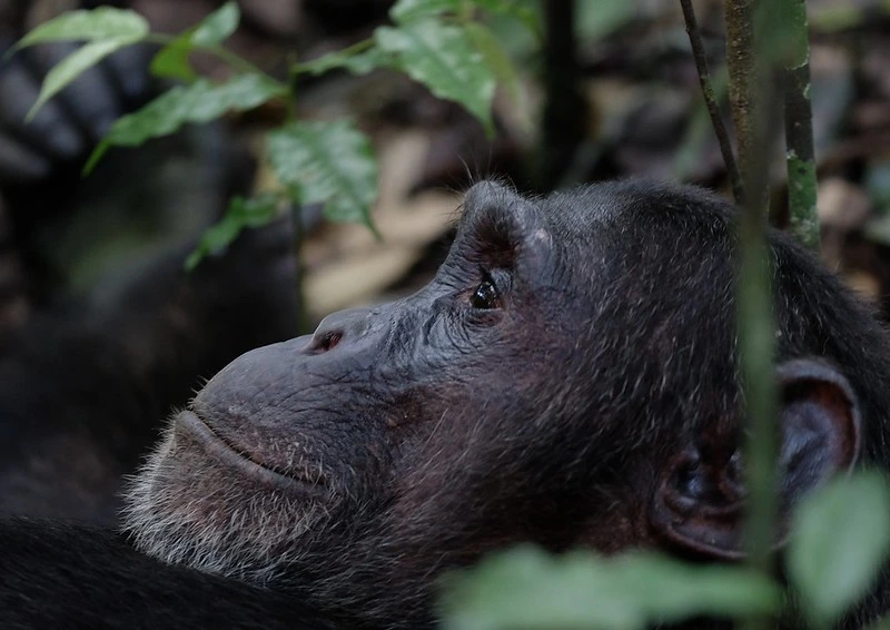Primates, Wildlife & the Rwenzori Mountains