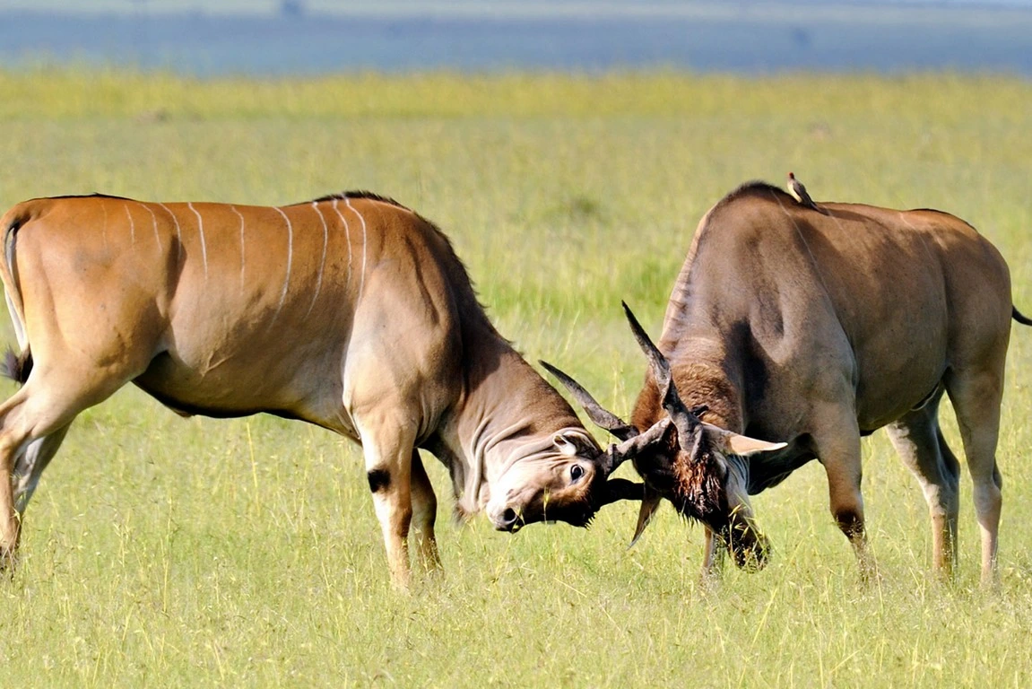 10 Days Best of Uganda