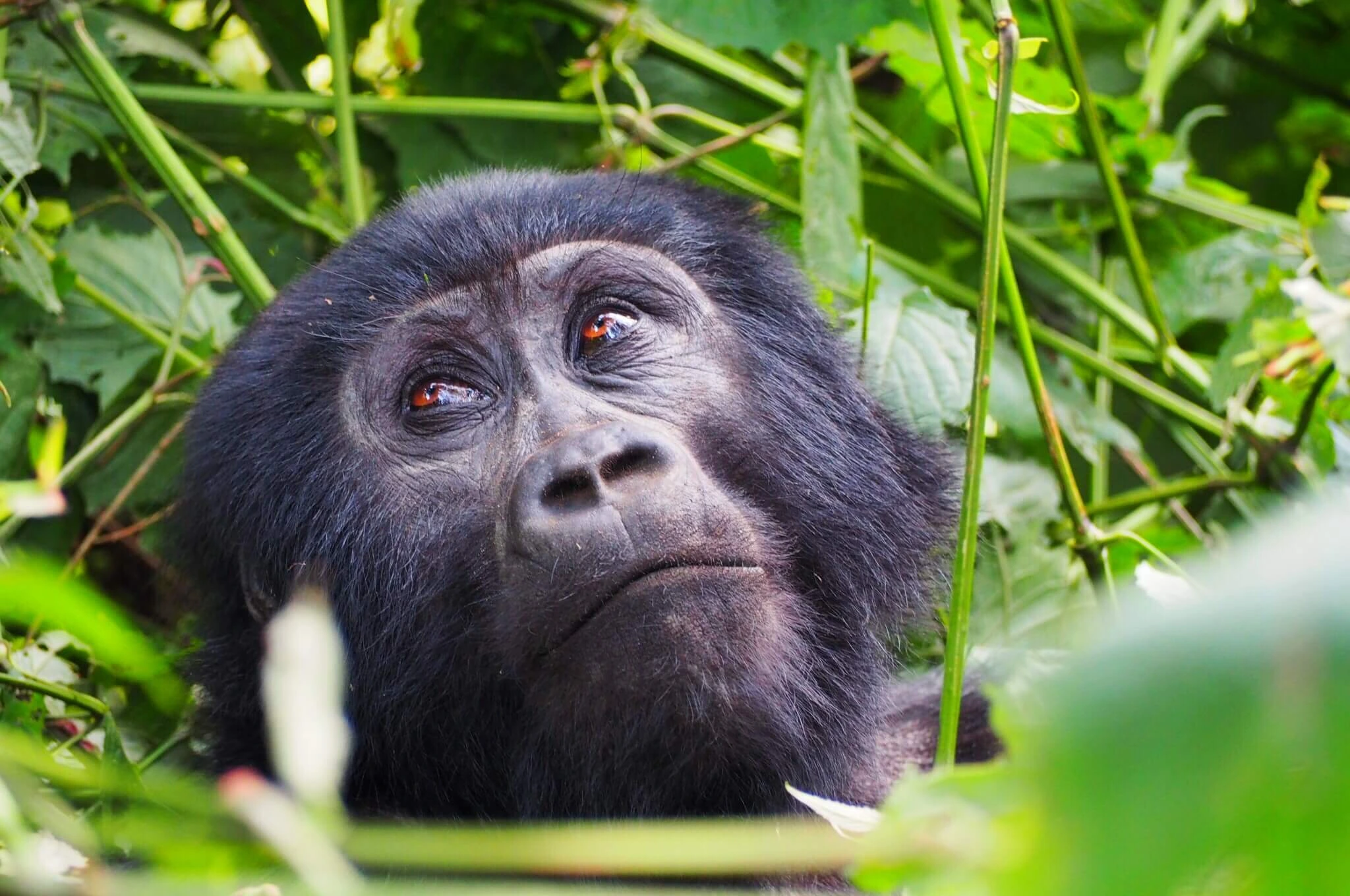 6 Days Gorillas and Chimps