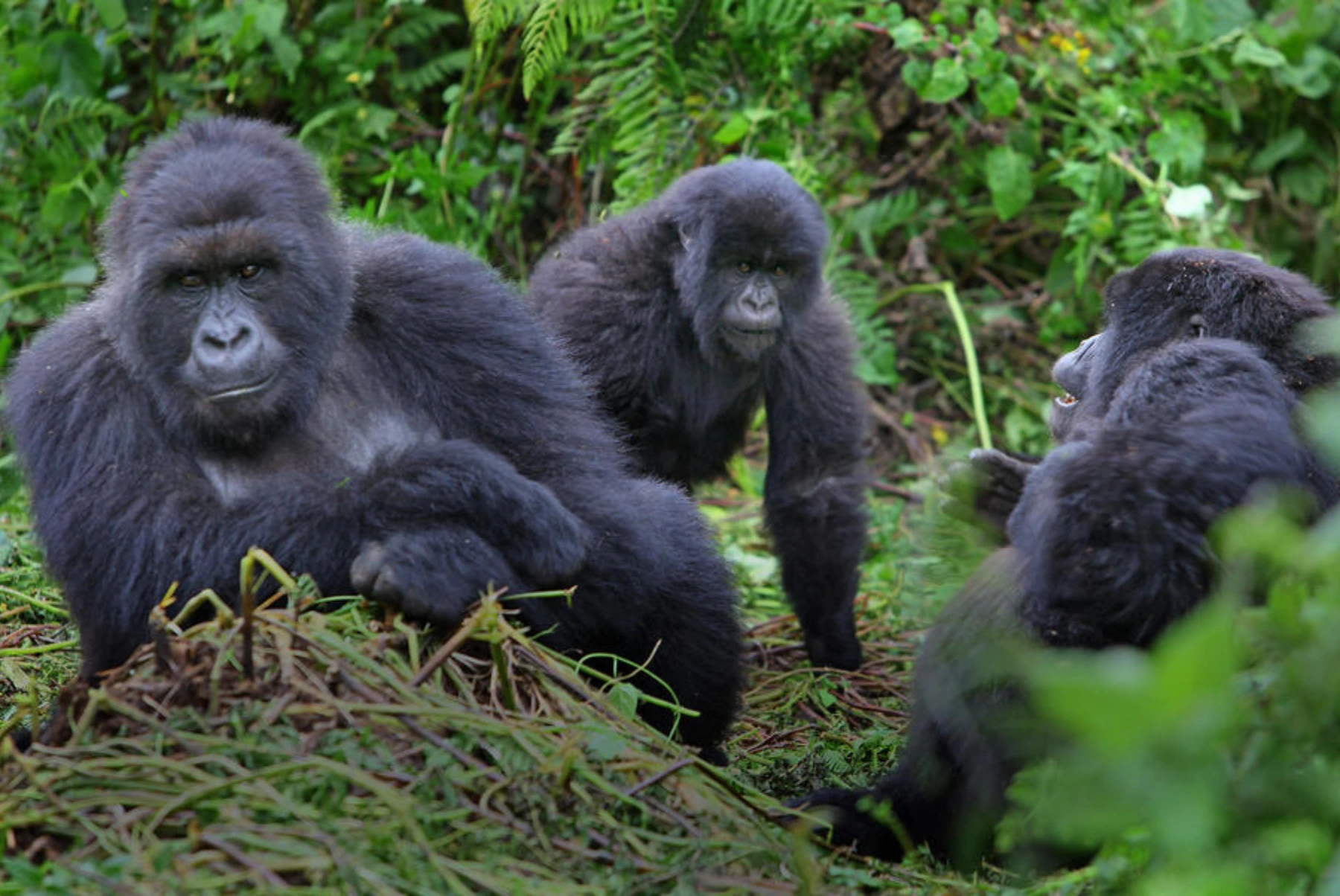 8 Days Rwanda & Uganda Primate Tour
