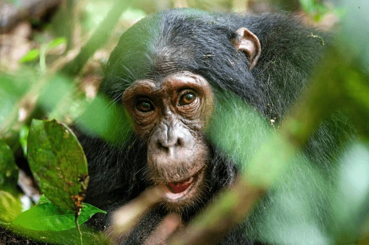 4 Days Best of Chimps and Gorillas