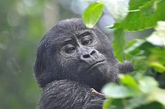 12 Days Uganda & Rwanda
