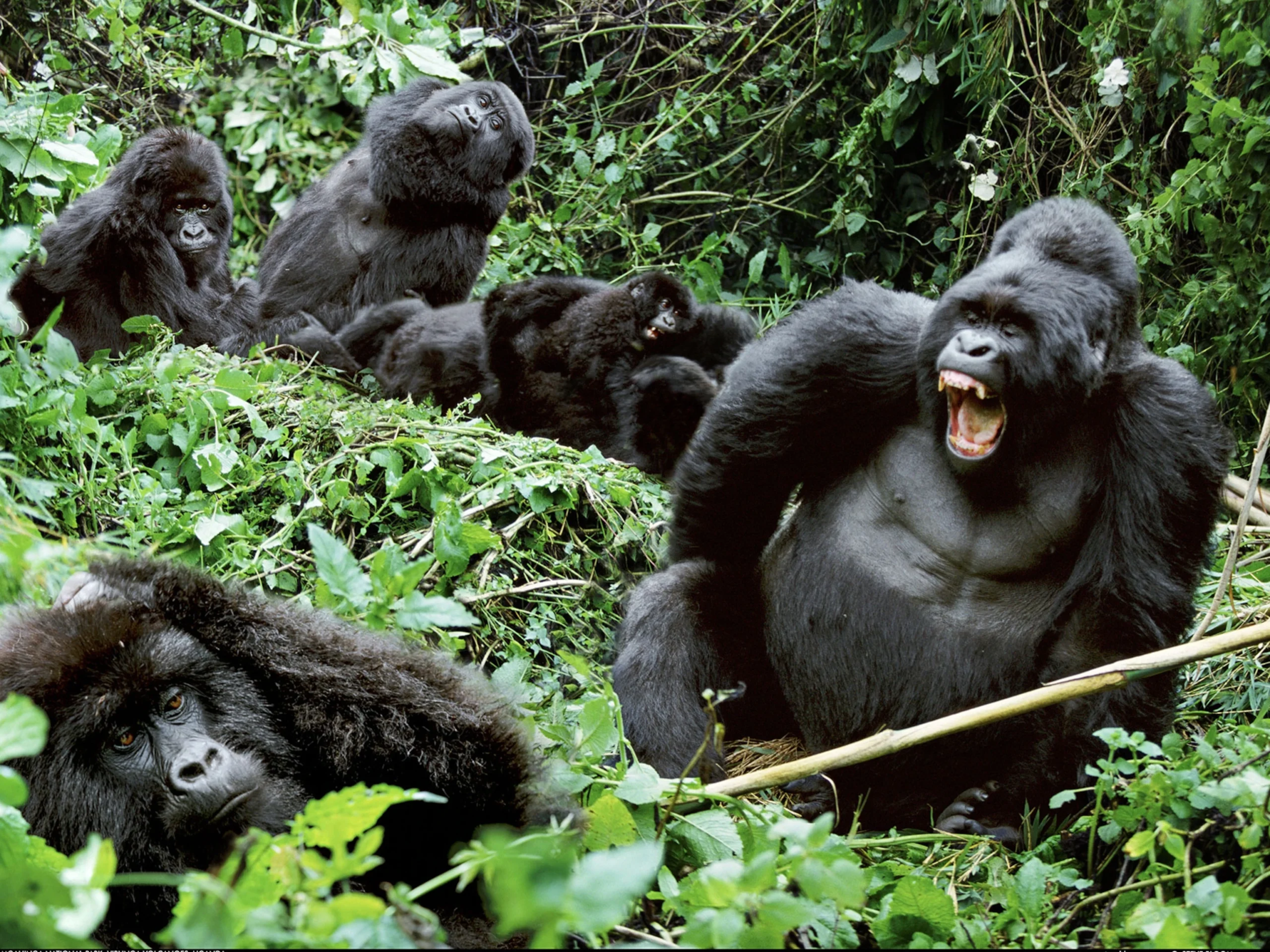 Gorilla Trekking