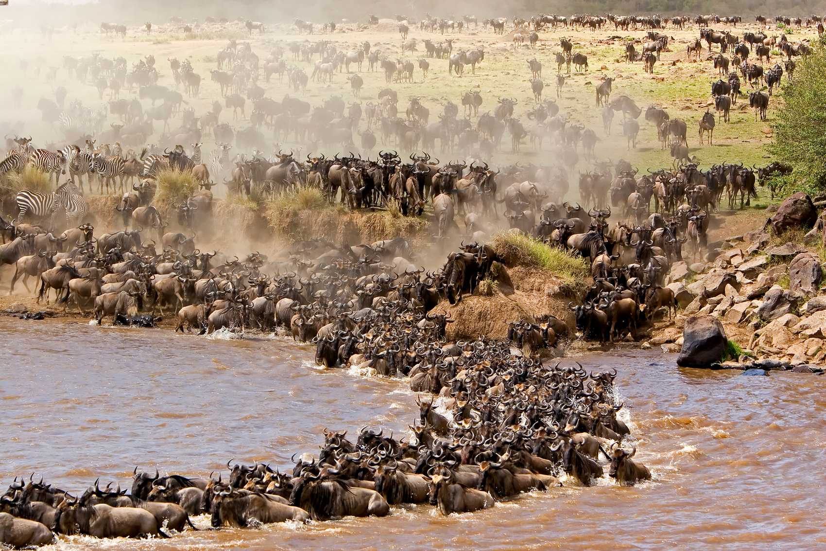 Iconic Wildlife Adventure