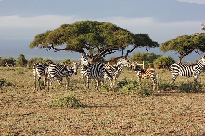 Northern Circuit Short Safari