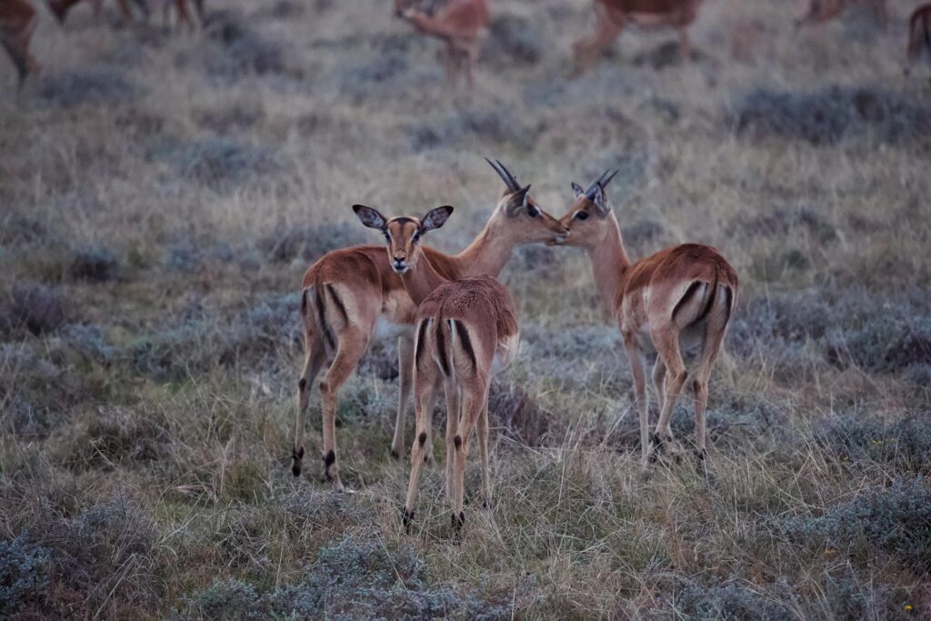 Southern vs Northern Tanzania Safari