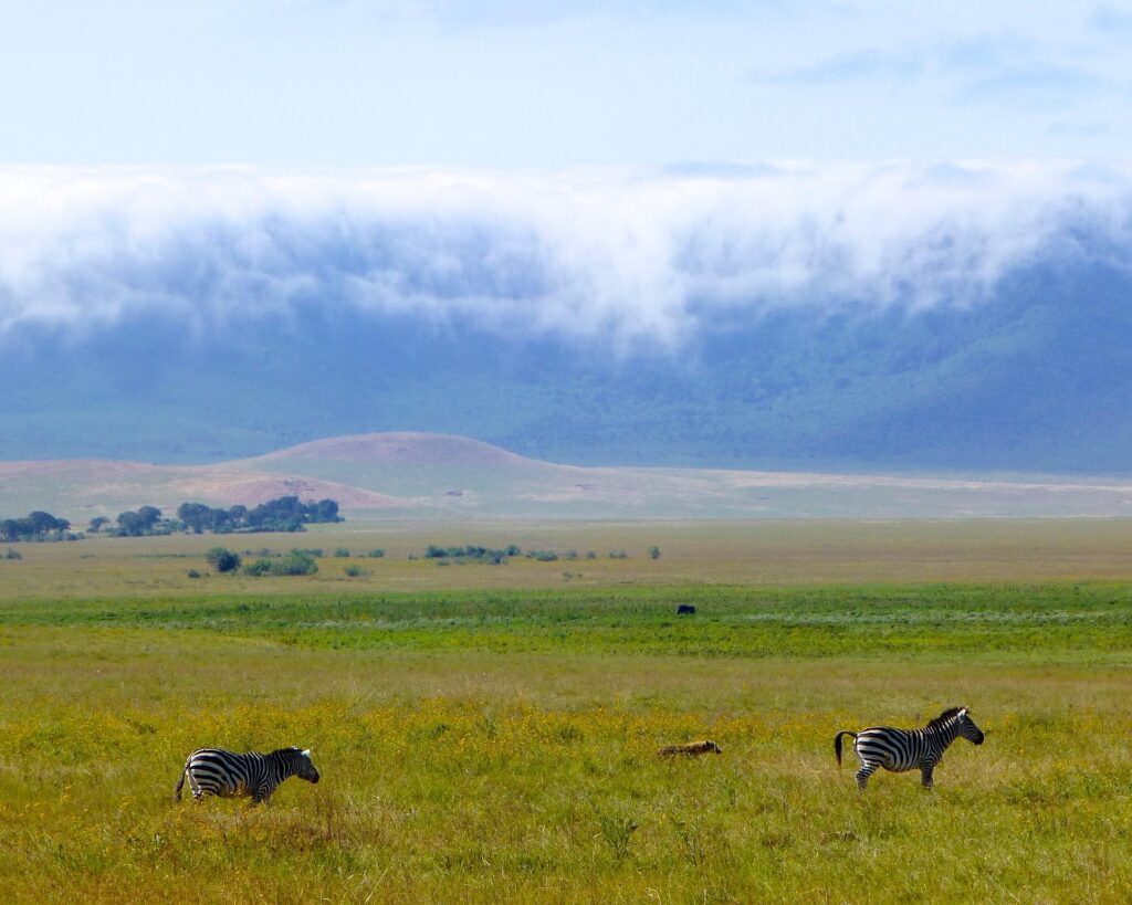 A Day in the Life on Safari