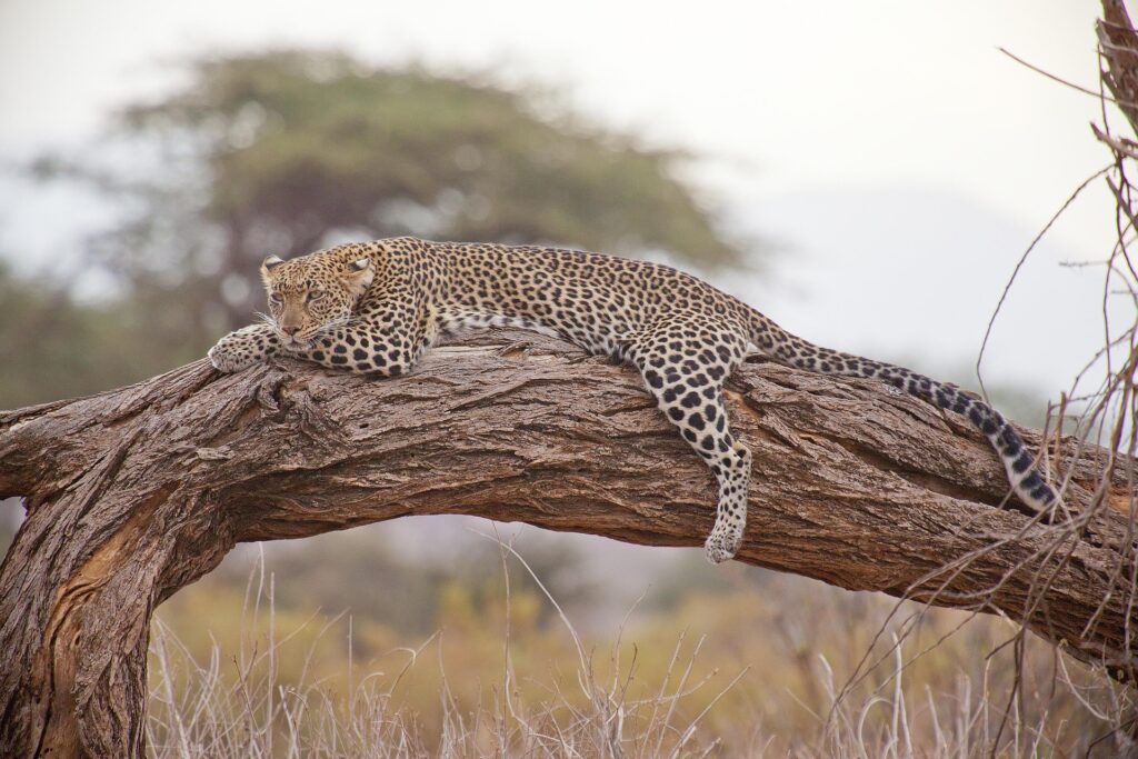 Central vs Northern Serengeti