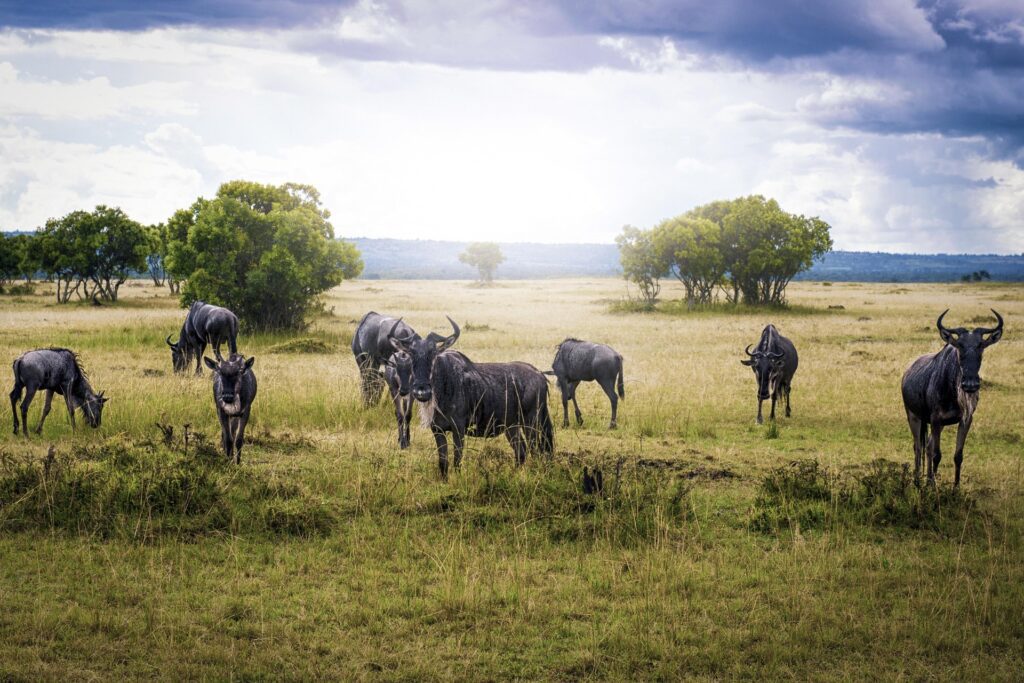 Serengeti vs Maasai Mara