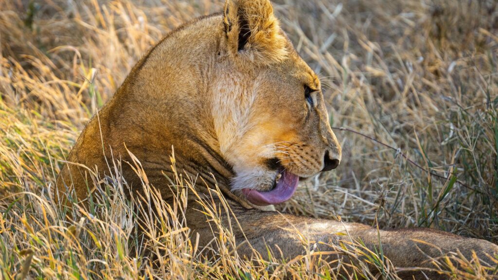 Big Cats of the Serengeti