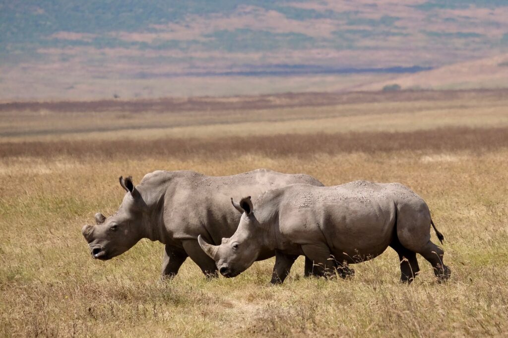 Ngorongoro Crater