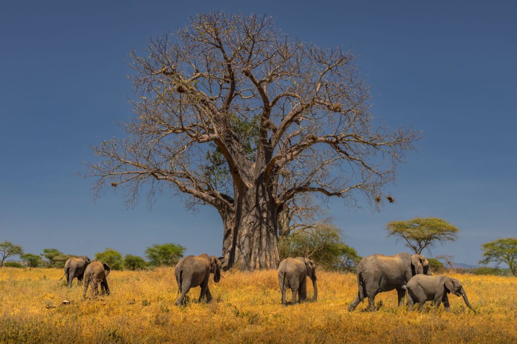 Tarangire