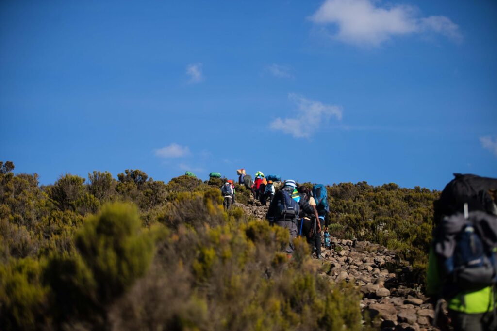 Kilimanjaro Summit Success Rate