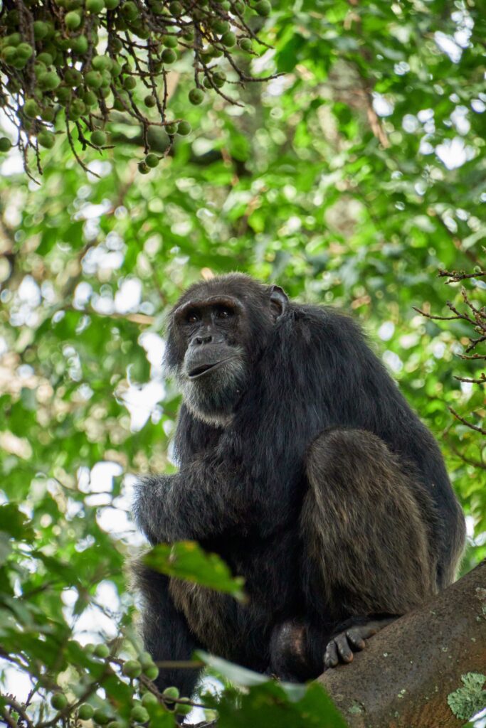 Mahale Mountains chimpanzee trekking