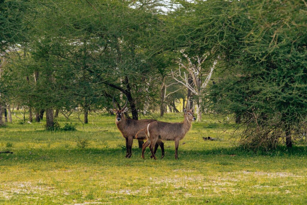 Nyerere National Park