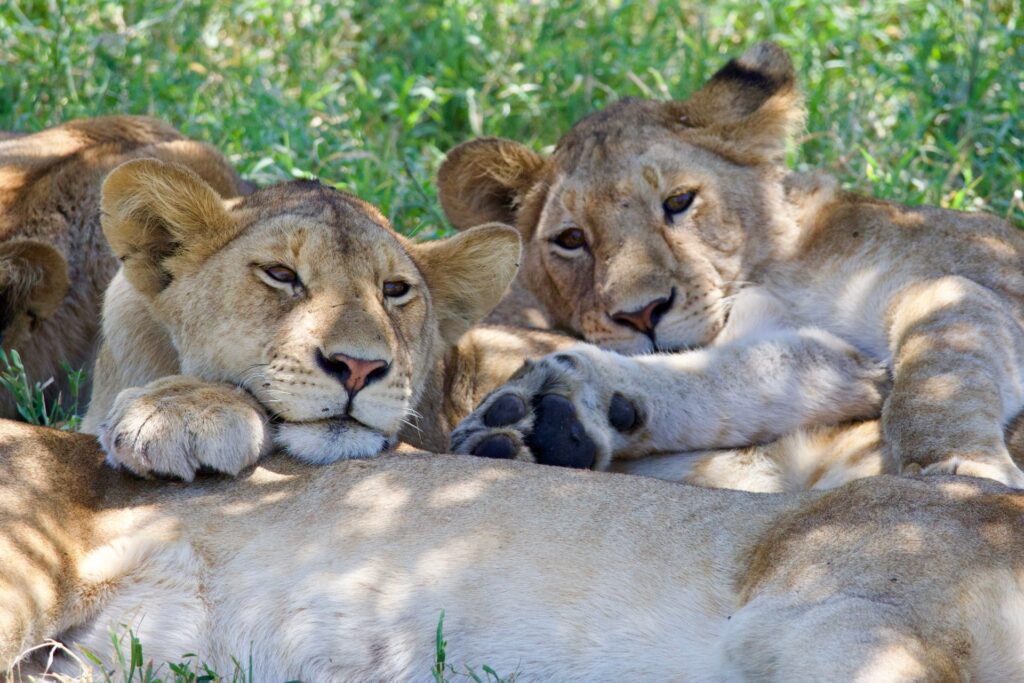 Ruaha National Park