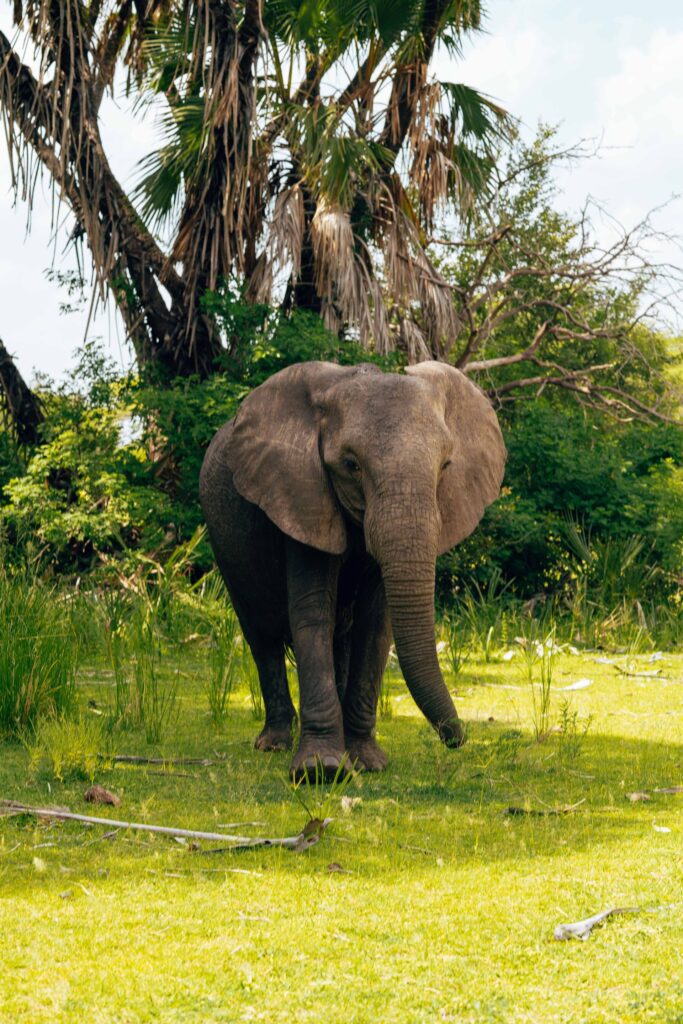 Katavi National Park