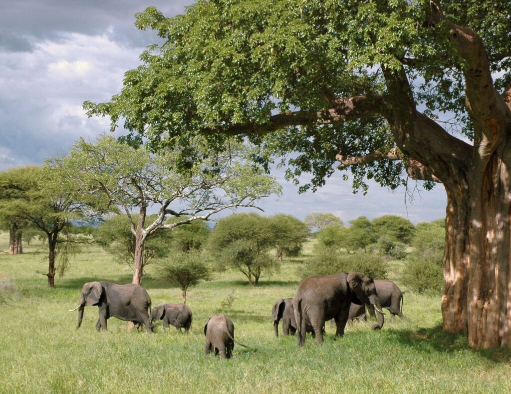 Tarangire National Park: Tanzania’s Best-Kept Elephant Secret