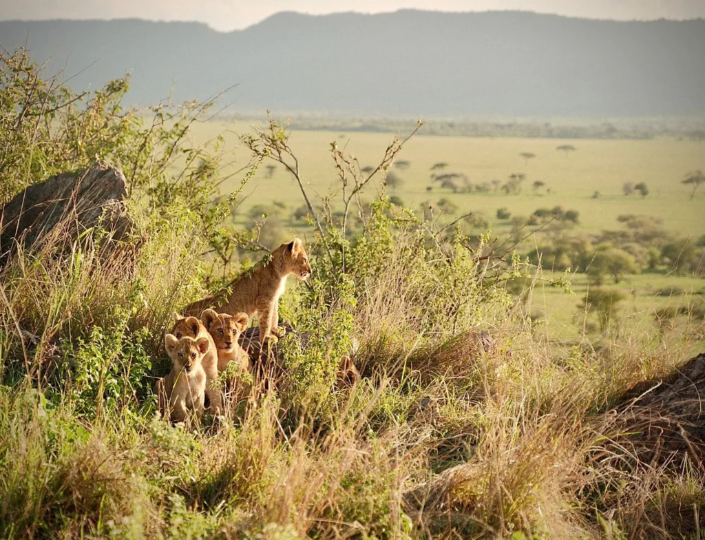 Planning a Honeymoon Safari in Tanzania