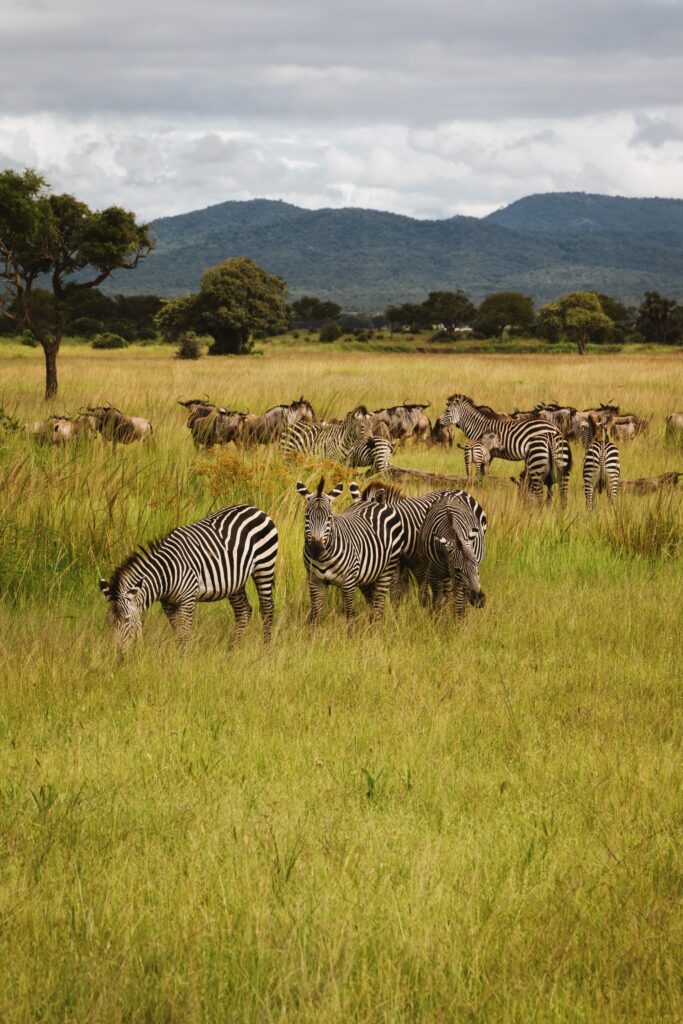 Tanzania safari holidays
